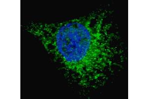 Fluorescent image of  cells stained with (ABIN388463 and ABIN2849510) LC3 (G8A) antibody. (MAP1LC3A Antikörper)