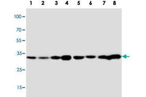 Western blot analysis of tissue and cell extracts with APOD polyclonal antibody . (Apolipoprotein D Antikörper  (C-Term))