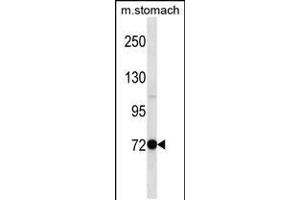 Western blot analysis in mouse stomach tissue lysates (35ug/lane). (PAK7 Antikörper  (N-Term))
