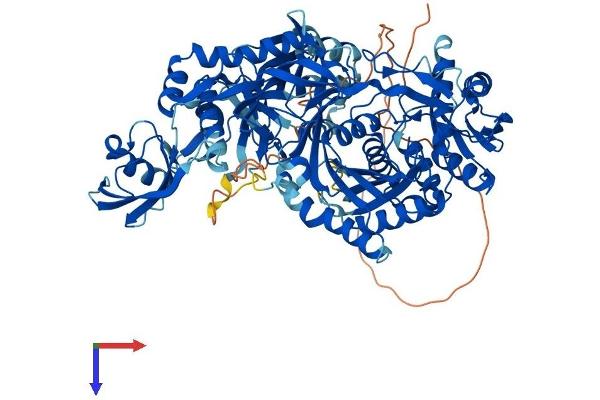 PIWIL1 Protein (AA 1-861) (His tag)