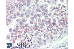 ABIN1590143 (10µg/ml) staining of paraffin embedded Human Testis. (IGFBPI Antikörper  (AA 156-170))