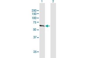 Western Blot analysis of ZNF18 expression in transfected 293T cell line by ZNF18 MaxPab polyclonal antibody. (ZNF18 Antikörper  (AA 1-549))