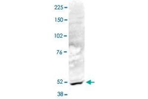 Nuclear extracts of HeLa cells (40 ug) were analysed by Western blot using ACTL6B polyclonal antibody  diluted 1 : 1,000 in TBS-Tween containing 5% skimmed milk. (Actin-Like 6B Antikörper)