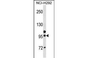 Western blot analysis in NCI-H292 cell line lysates (35ug/lane). (GOLGA6B Antikörper  (AA 386-413))