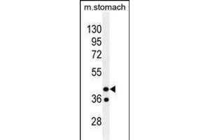 GIN1 Antibody (C-term) (ABIN655674 and ABIN2845140) western blot analysis in mouse stomach tissue lysates (35 μg/lane). (GIN1 Antikörper  (C-Term))