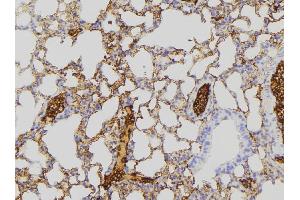 ABIN6275271 at 1/100 staining Mouse lung tissue by IHC-P. (NDUFA8 Antikörper  (Internal Region))