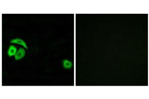 Immunofluorescence (IF) image for anti-Ribosomal Protein L27a (RPL27A) (C-Term) antibody (ABIN1850622) (RPL27A Antikörper  (C-Term))