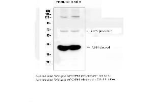 Western blot analysis of OPN using anti- OPN antibody .
