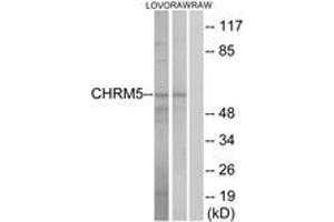 Western blot analysis of extracts from LOVO/RAW264. (CHRM5 Antikörper  (AA 281-330))