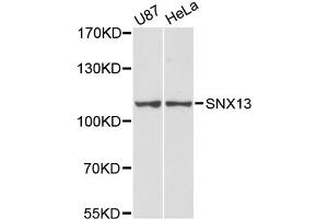 Western blot analysis of extracts of various cell lines, using SNX13 antibody (ABIN6291532) at 1:3000 dilution. (SNX13 Antikörper)