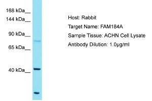 Host: Rabbit Target Name: FAM184A Sample Tissue: Human ACHN Whole Cell Antibody Dilution: 1ug/ml (FAM184A Antikörper  (C-Term))