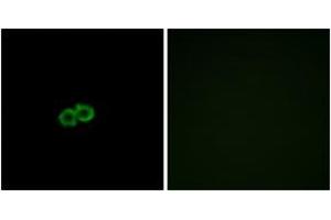 Immunofluorescence analysis of A549 cells, using GPR142 Antibody.