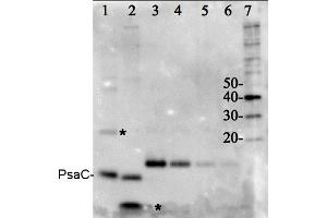Image no. 1 for PSI-C core subunit of photosystem I (PsaC) protein (ABIN5326719)