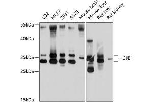 Western blot analysis of extracts of various cell lines, using GJB1 antibody (ABIN6130197, ABIN6141104, ABIN6141105 and ABIN6214243) at 1:1000 dilution.