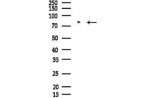 anti-G Protein-Coupled Receptor 149 (GPR149) (Internal Region) antibody
