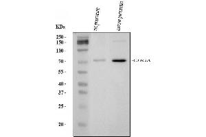 Western blot analysis of Chromogranin A/Chga using anti-Chromogranin A/Chga antibody (ABIN7603205). (Chromogranin A Antikörper  (N-Term))