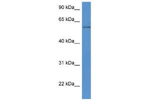 WB Suggested Anti-Wdr12 Antibody   Titration: 1. (WDR12 Antikörper  (Middle Region))