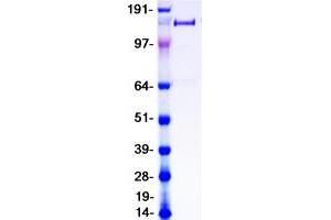 Validation with Western Blot (PLA2R1 Protein (Transcript Variant 2) (Myc-DYKDDDDK Tag))