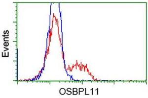 Flow Cytometry (FACS) image for anti-Oxysterol Binding Protein-Like 11 (OSBPL11) antibody (ABIN1499919) (OSBPL11 Antikörper)
