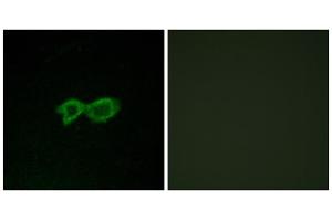Immunofluorescence analysis of LOVO cells, using OR13C4 antibody. (OR13C4 Antikörper  (Internal Region))
