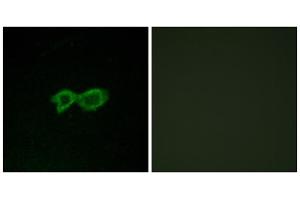 Immunofluorescence analysis of LOVO cells, using OR13C4 antibody. (OR13C4 Antikörper  (Internal Region))