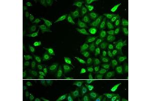 Immunofluorescence analysis of A549 cells using INTS6 Polyclonal Antibody (INTS6 Antikörper)