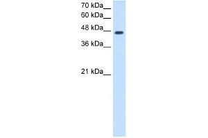 WB Suggested Anti-NDRG1 Antibody Titration:  2. (NDRG1 Antikörper  (N-Term))