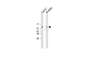 All lanes : Anti-DHCR7 Antibody (C-term) at 1:2000 dilution Lane 1: Caco2 whole cell lysate Lane 2: mouse testis lysate Lysates/proteins at 20 μg per lane. (DHCR7 Antikörper  (C-Term))