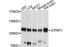 Western blot analysis of extracts of various cell lines, using STRIP1 antibody (ABIN4905334) at 1:1000 dilution. (STRIP1 Antikörper)
