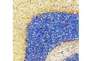 IHC analysis of SLC6A1 using anti-SLC6A1 antibody (ABIN5518957). (SLC6A1 Antikörper  (N-Term))