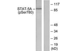 Western blot analysis of extracts from HeLa cells, using STAT5A (Phospho-Ser780) Antibody. (STAT5A Antikörper  (pSer780))