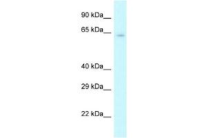 WB Suggested Anti-Cstf2 Antibody   Titration: 1. (CSTF2 Antikörper  (N-Term))