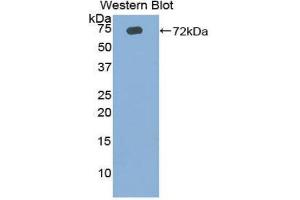 Western Blotting (WB) image for anti-Cell Death-Inducing DFFA-Like Effector C (CIDEC) (AA 1-251) antibody (ABIN1858407)