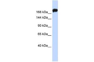 Western Blotting (WB) image for anti-Myosin 9 (MYH9) antibody (ABIN2459164) (Myosin 9 Antikörper)