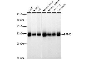 Western blot analysis of extracts of various cell lines, using (ABIN7269693) at 1:500 dilution. (PPP6C Antikörper)