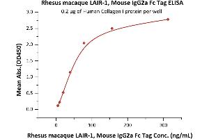 Immobilized Human Collagen I protein at 2 μg/mL (100 μL/well) can bind Rhesus macaque LAIR-1, Mouse IgG2a Fc Tag (ABIN5674654,ABIN6809983) with a linear range of 5-78 ng/mL (QC tested). (LAIR1 Protein (AA 22-165) (Fc Tag))