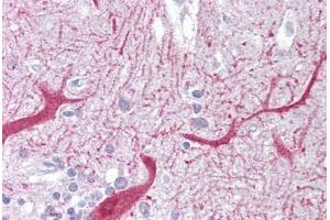 Anti-PON1 antibody IHC staining of human brain, cerebellum. (PON1 Antikörper  (AA 215-264))