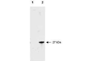 Western blot of RFP recombinant protein detected with  polyclonal anti-RFP antibody. (RFP Antikörper  (Biotin))