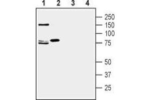 Western blot analysis of rat (lanes 1 and 3) and mouse (lanes 2 and 4) brain lysate: - 1,2. (SLC1A7 Antikörper  (2nd Extracellular Loop))