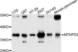 Western blot analysis of extracts of various cell lines, using MTHFD2 antibody (ABIN5998272) at 1/1000 dilution. (MTHFD2 Antikörper)
