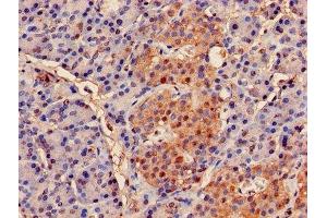 Immunohistochemistry of paraffin-embedded human pancreatic tissue using ABIN7164973 at dilution of 1:100 (PSMB2 Antikörper  (AA 1-201))