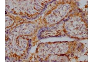 IHC image of ABIN7168153 diluted at 1:400 and staining in paraffin-embedded human placenta tissue performed on a Leica BondTM system. (Ribose 5-Phosphate Isomerase A (RPIA) (AA 1-311) Antikörper)