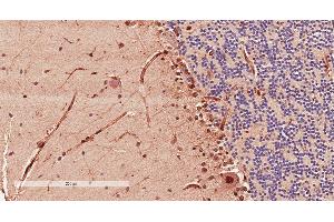 Antibody (2µg/ml) staining of paraffin embedded Human Cerebellum.