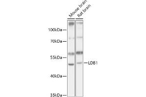 Western blot analysis of extracts of various cell lines, using LDB1 antibody (ABIN7268255) at 1:1000 dilution. (LIM Domain Binding 1 Protein Antikörper  (AA 1-50))