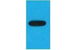 Western Blotting (WB) image for anti-Enhanced Blue Fluorescent Protein (eBFP) antibody (ABIN3178726) (eBFP/BFP Antikörper)