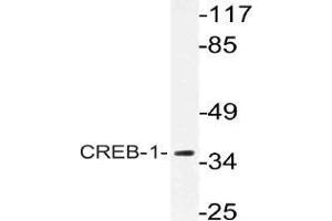 Western blot (WB) analysis of CREB-1 antibody in extracts from HeLa cells. (CREB1 Antikörper)