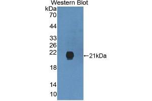 Western blot analysis of the recombinant protein. (GREM2 Antikörper  (AA 22-168))