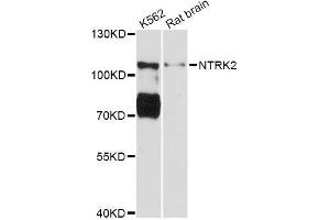 Western blot analysis of extracts of various cell lines, using NTRK2 Antibody (ABIN5998390) at 1:3000 dilution. (TRKB Antikörper)