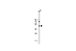 Anti-ALKBH5 Antibody (Center) at 1:2000 dilution + 293 whole cell lysate Lysates/proteins at 20 μg per lane. (ALKBH5 Antikörper  (AA 302-330))