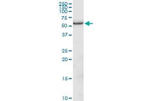 GPI MaxPab polyclonal antibody. (GPI Antikörper  (AA 1-558))